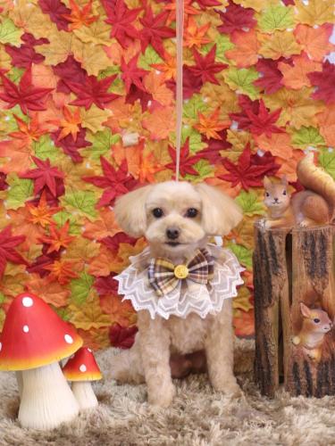 20241108ショコラくん